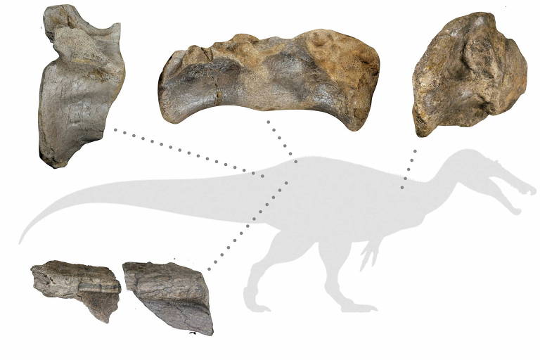 Os fósseis encontrados na ilha de Wight que ajudaram os paleontólogos a identificar o espinossauro de White Rock