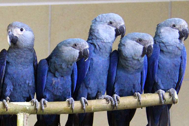Ararinhas-azuis em cativeiro na Associação de Conservação dos Papagaios Ameaçados