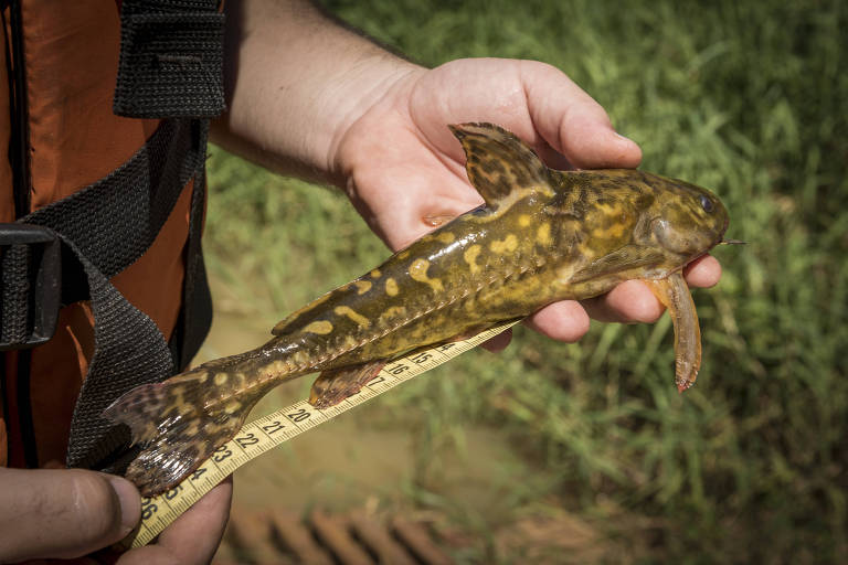 No Programa Peixe Vivo, a Cemig reduz anualmente o limite máximo de peixes mortos por suas operações, visando zerar o impacto gradativamente; neste ano, o teto é de 742 kg mortes em todos as 63 hidrelétricas próprias da empresa