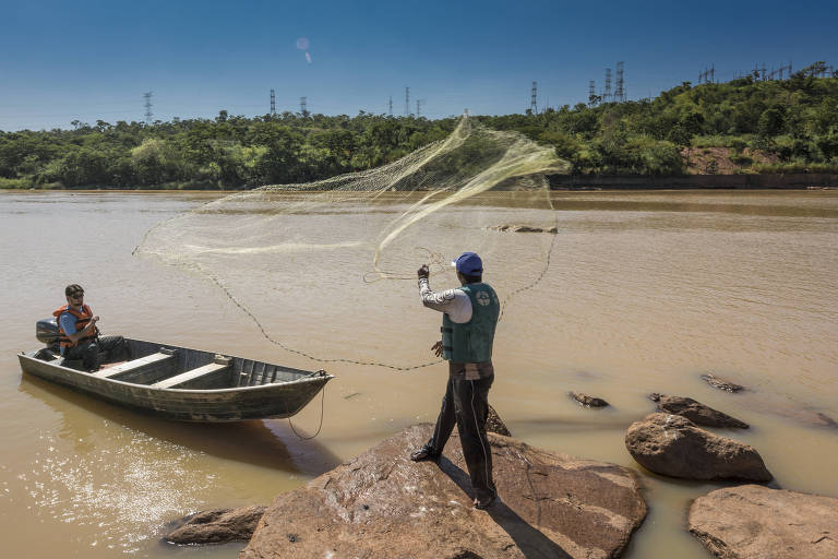 Para alcançar o objetivo, grades foram instaladas em determinadas áreas; antes de qualquer procedimento, é feito um monitoramento nas barragens para verificar se há cardumes na região; caso haja peixes, a operação é remarcada