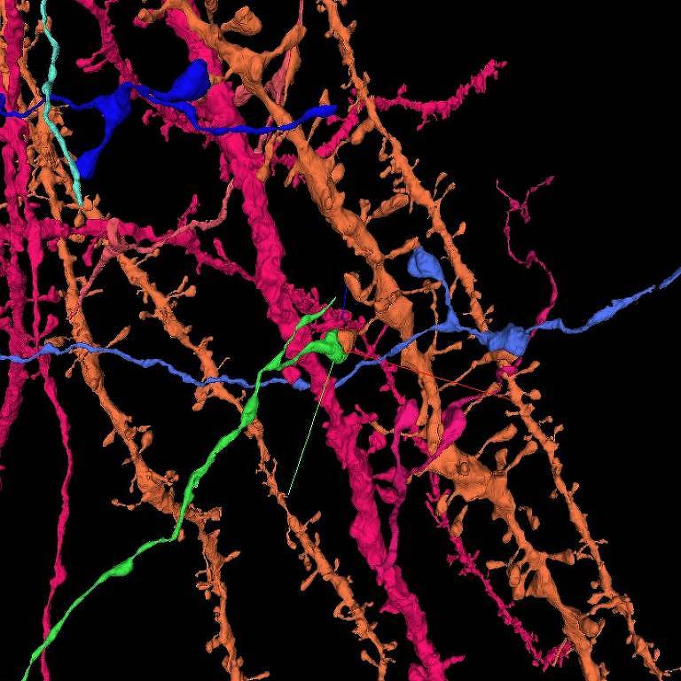 Sinapses digitalizadas na plataforma Neuroglancer
