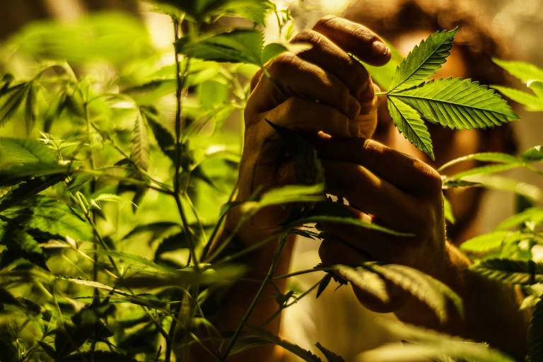Bardas, 29, obteve no STJ (Superior Tribunal de Justiça) salvo conduto para cultivar Cannabis para uso terapêutico