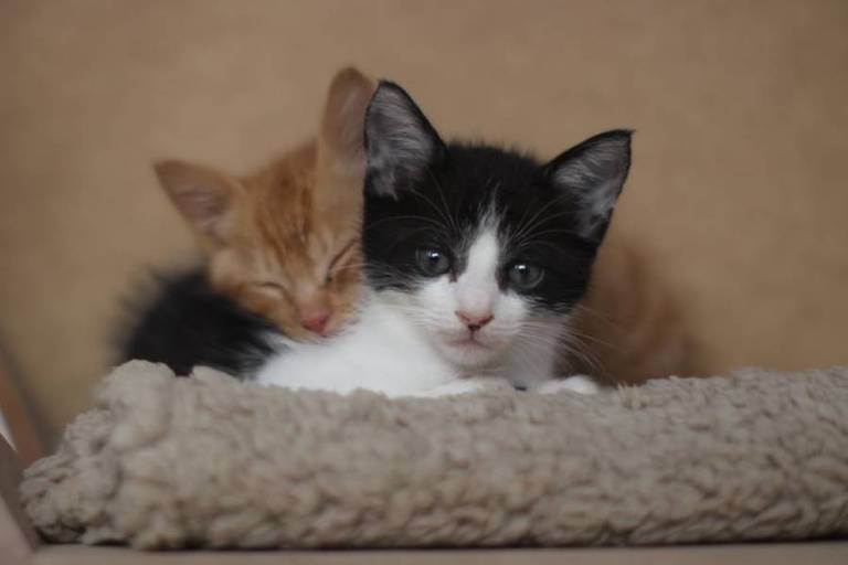 Gatos puxam recorde de adoções na rede Petz em maio