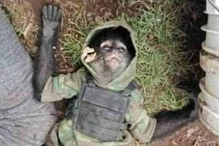 Macaco com colete à prova de balas morre no México