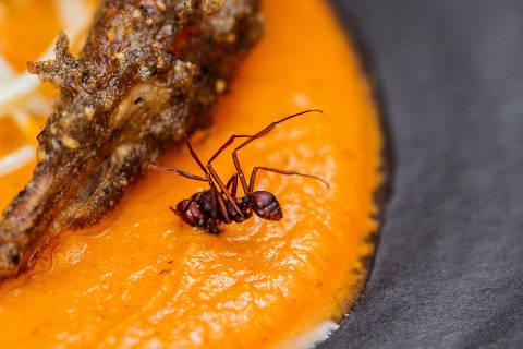 Prato com formiga saúva do restaurante Metzi, em São Paulo