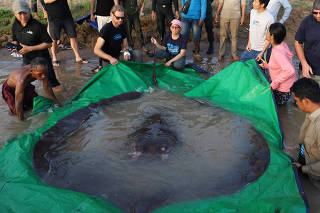 A Urogymnus polylepis, or giant stingray, was fished out of the Mekong River to be weighed and measured in Cambodia. (Chhut Chheana via The New York Times)