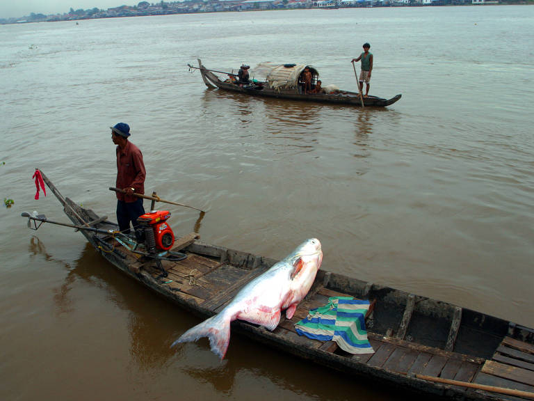 Um bagre gigante pescado no rio Tonl Sap, no Camboja; no rio Mekong foi capturada a arraia gigante, que se tornou o maior peixe de água doce já encontrado