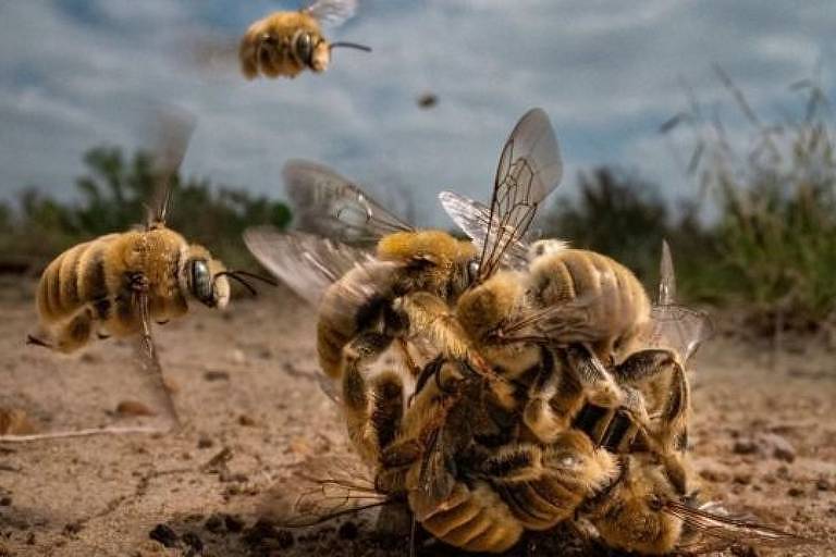 Imagem em close mostra um enxame de abelhas