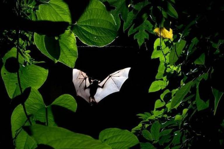 Morcego voando em meio a vegetação
