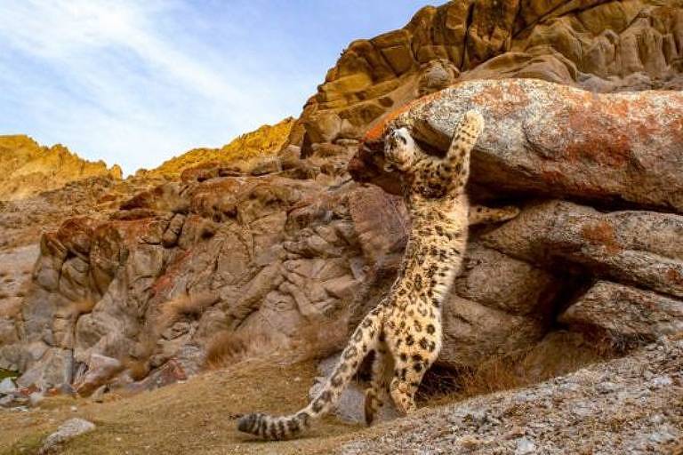 Leopardo em pé apoia em uma rocha