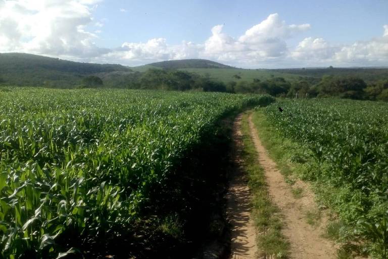 Fazenda no interior de Pernambuco em que bioinsumos foram usados na plantação de milho