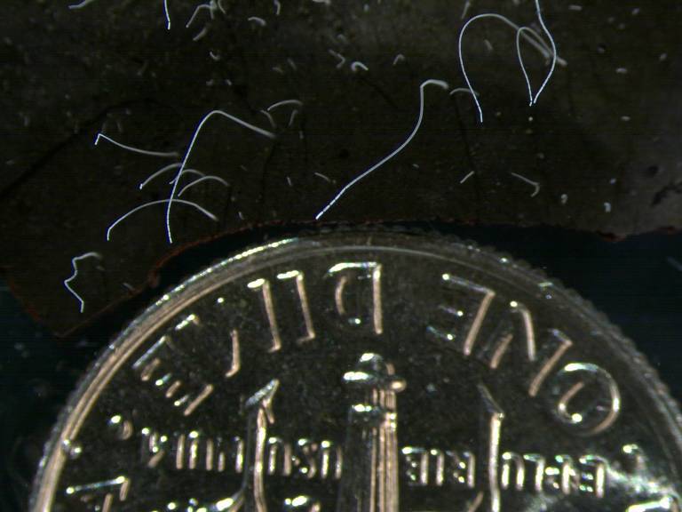 Imagem de bactérias gigantes ao lado de uma moeda de um centavo de dólar