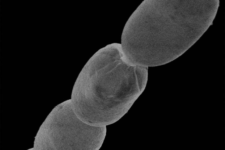 Bactéria gigante é encontrada em manguezal de Guadalupe