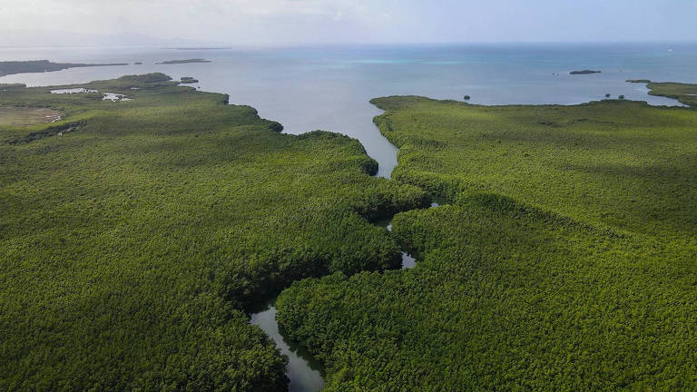 Visão aérea do manguezal em Guadalupe, no Caribe, onde foi encontrada a superbactéria Thiomargarita magnifica