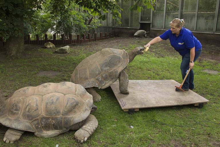 Funcionária do zoológico Artis, de Amsterdã (HOL), alimenta tartarugas gigantes de Aldabra