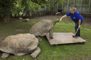 A zookeeper lures an Aldabra giant tortoise onto a scale at the Artis Zoo in Amsterdam