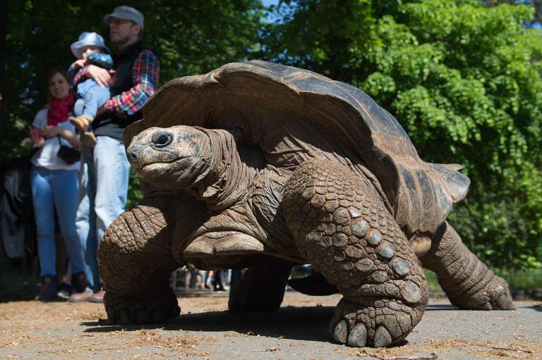 Uma tartaruga gigante de Aldabra no zoológico de Dresden, Alemanha