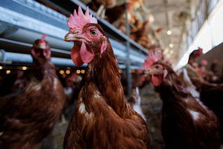 Cage-Free chickens are shown inside a facility at Hilliker's Ranch Fresh Eggs in Lakeside