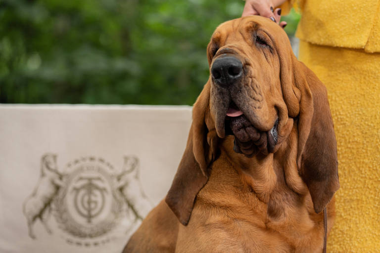 Bloodhound Trumpet vence tradicional concurso internacional de cães