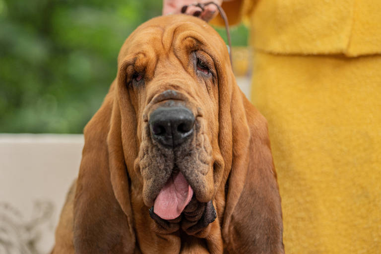 O bloodhound Trumpet vence o 146° Westminster Kennel Club Dog Show