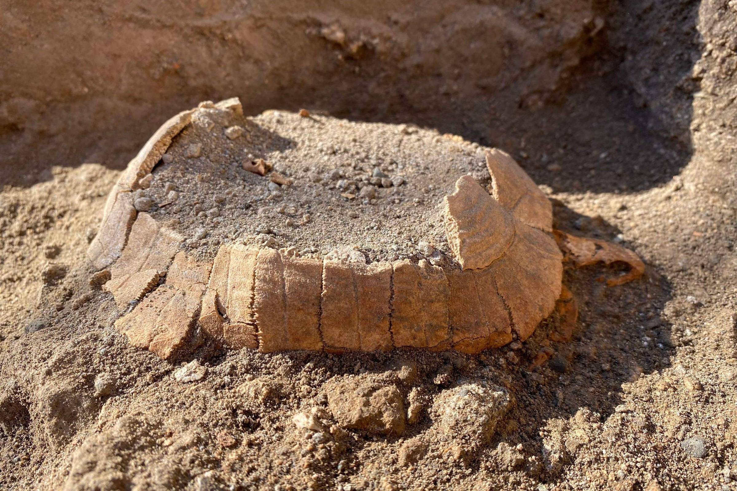 Descubren restos de tortuga en las ruinas de Pompeya – 25/06/2022 – Ciencia