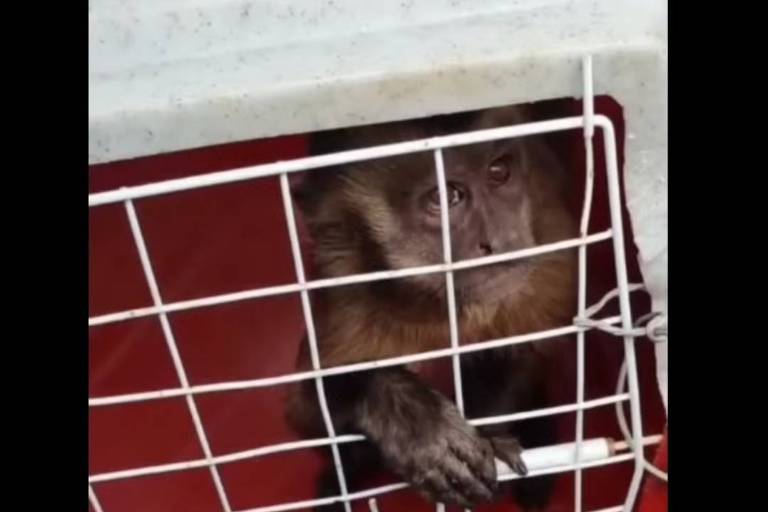 Macaco que amolava facas é capturado pelo Ibama