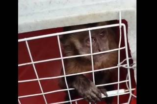 A intrigante imagem de macaco com mangusto no colo que concorre a prêmio de  fotos de vida selvagem, Meio Ambiente