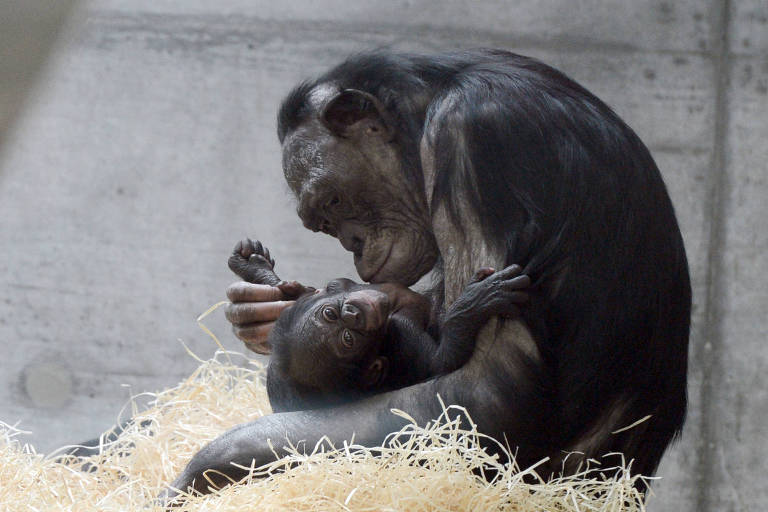 Fêmea de bonobo com seu filhote no zoológico de Wilhelma, em Stuttgart (ALE)