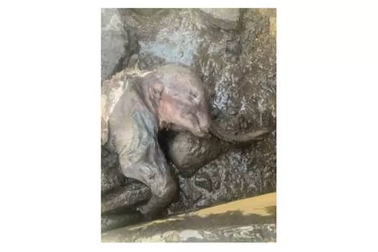 Imagem mostra um bebê de mamute que foi encontrado congelado