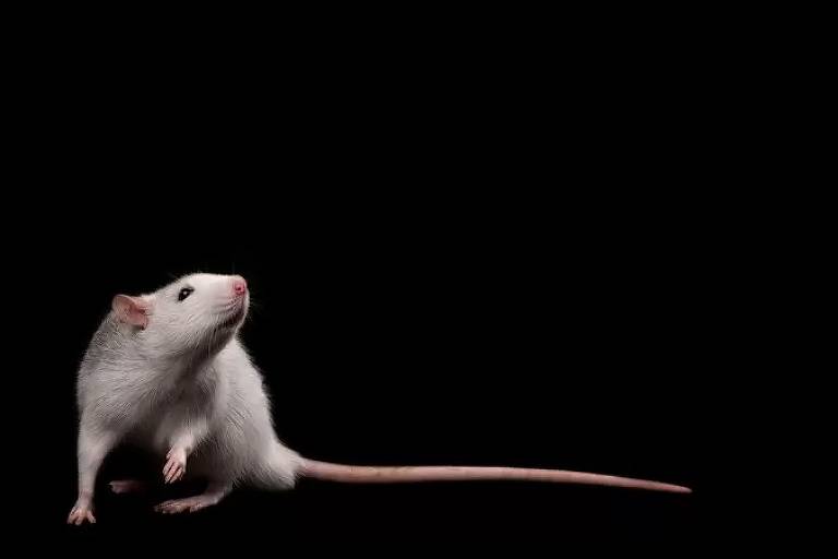 Imagem mostra um rato branco de laboratório em um fundo preto