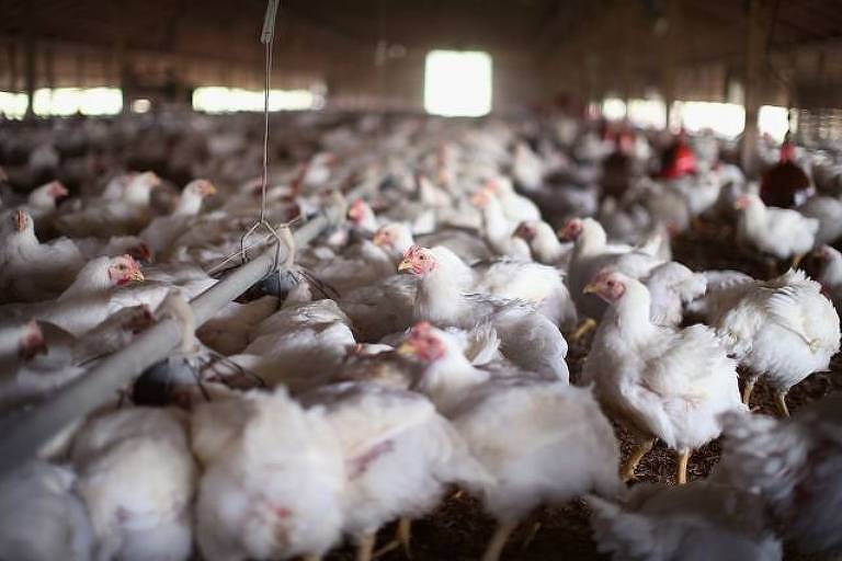 Gripe aviária chega ao Uruguai e fica próxima do maior polo produtor brasileiro