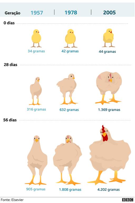 Arte da evolução dos frangos