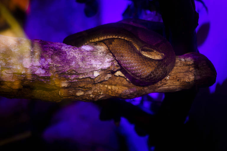 Cobra vista durante passeio noturno no Zoológico de SP