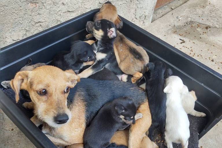 Cães resgatados de casa incendiada em Nova Friburgo