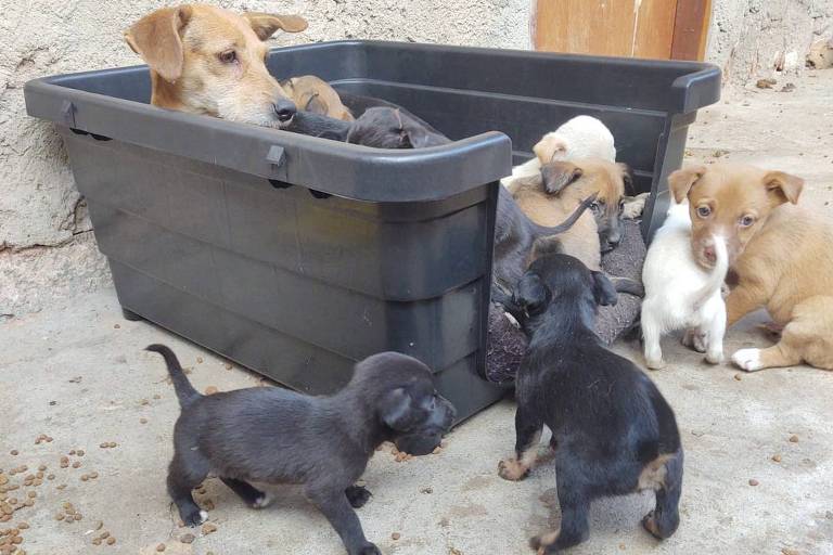 Cães resgatados de incêndio serão colocados para adoção no RJ