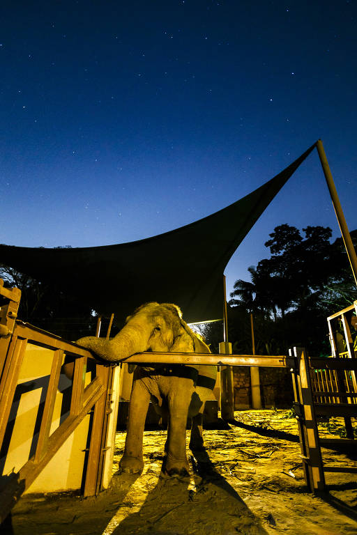 Zoológico de São Paulo lança passeio noturno; veja como é