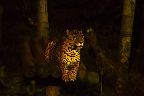 Onça do Zoológico de São Paulo, que pode ser observada durante o passeio Noite Animal