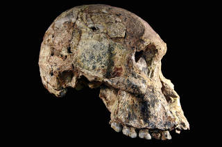 Crânio de fêmea de australopiteco da África do Su