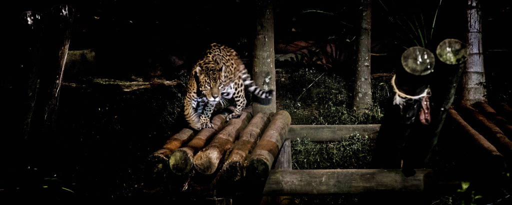Em Julho o zoologico de São Paulo vai abrir a noite para visitação buscando  levar ao publico a observação de habitos noturnos dos animais. Onça pintada 