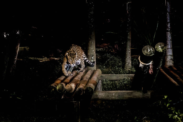 Zoológico de São Paulo recebe visitas noturnas para observação de animais e seus hábitos. Na foto, há uma onça-pintada
