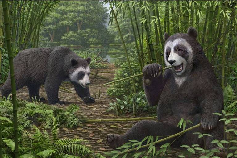 Concepção artística do Ailurarctos, o ancestral dos pandas modernos; a função de agarrar do falso polegar já tinha o mesmo nível de desenvolvimento dos atuais