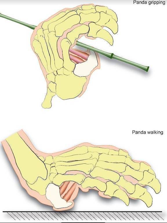 Ilustração mostra o falso polegar nos movimentos de agarrar e de caminhar