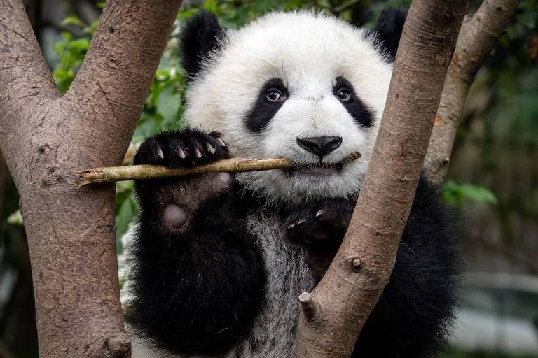 Um urso panda de Chengdu se alimenta segurando o bambu com o falso polegar