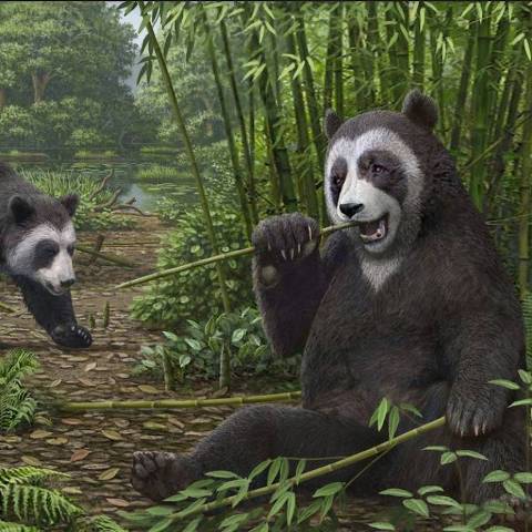 Concepção artística do Ailurarctos de Shuitangba; a função de agarrar do falso polegar já tinha o mesmo nível de desenvolvimento dos atuais ursos pandas