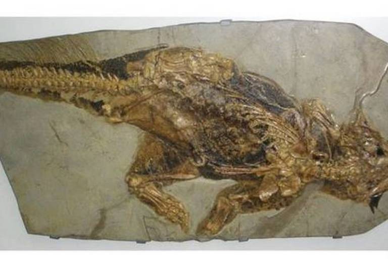 fóssil de psitacossauroImagem 