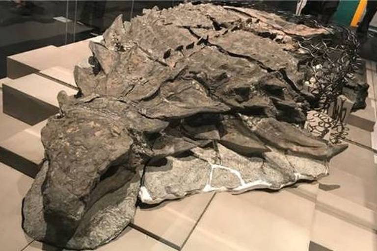 Fóssil de nodossauro