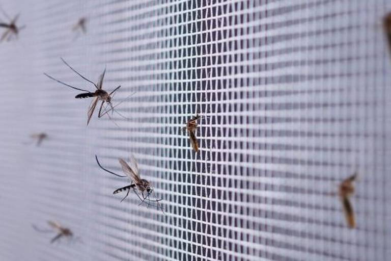 Imagem mostra mosquitos Aedes aegypti sobre uma tela