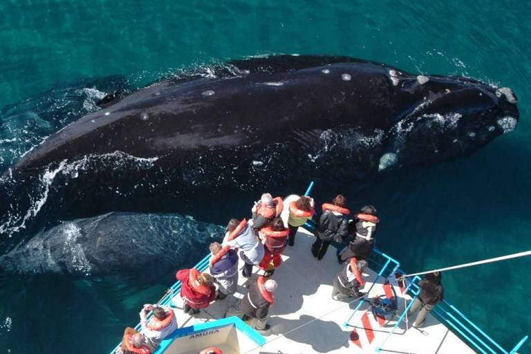 Observação de baleias na Península Valdés, em Chubut