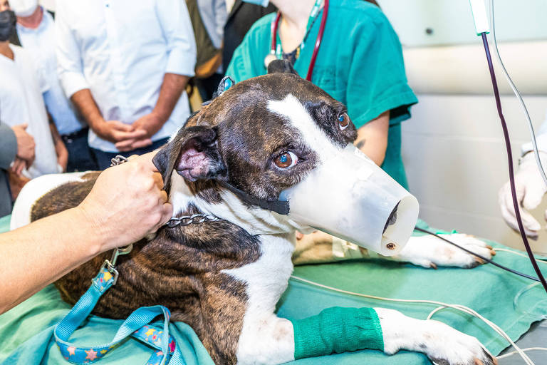 Fila Brasileiro  Pet Care Hospital Veterinário