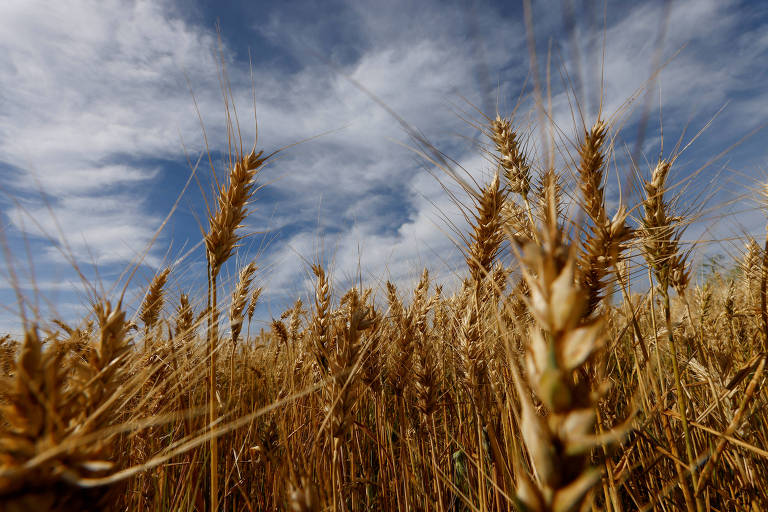 Genética eleva patamar do trigo no país
